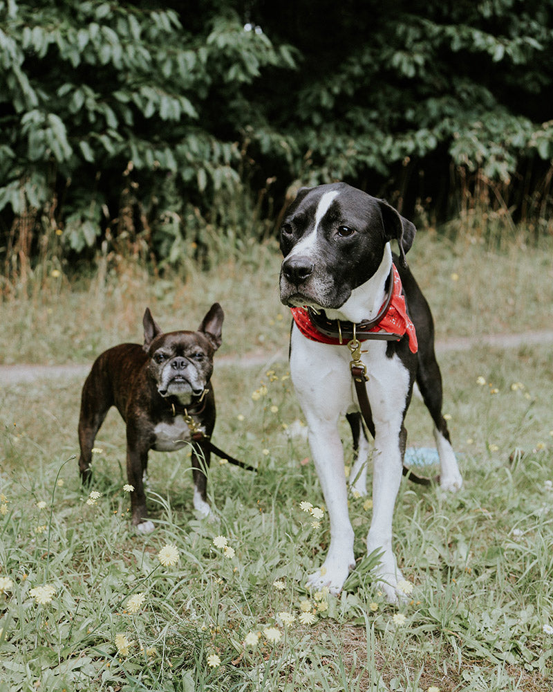 Black Classic Canine Collar with gold hardware, worn by a large black and white dog with a red bandana.
