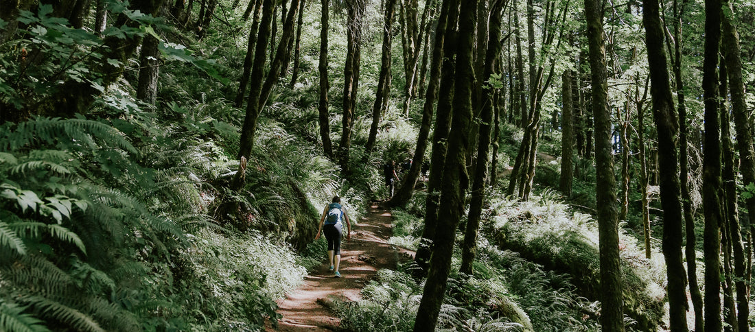 Hiker walks along a winding forest trail surrounded by tall trees and lush ferns, embodying Portland’s natural inspiration.