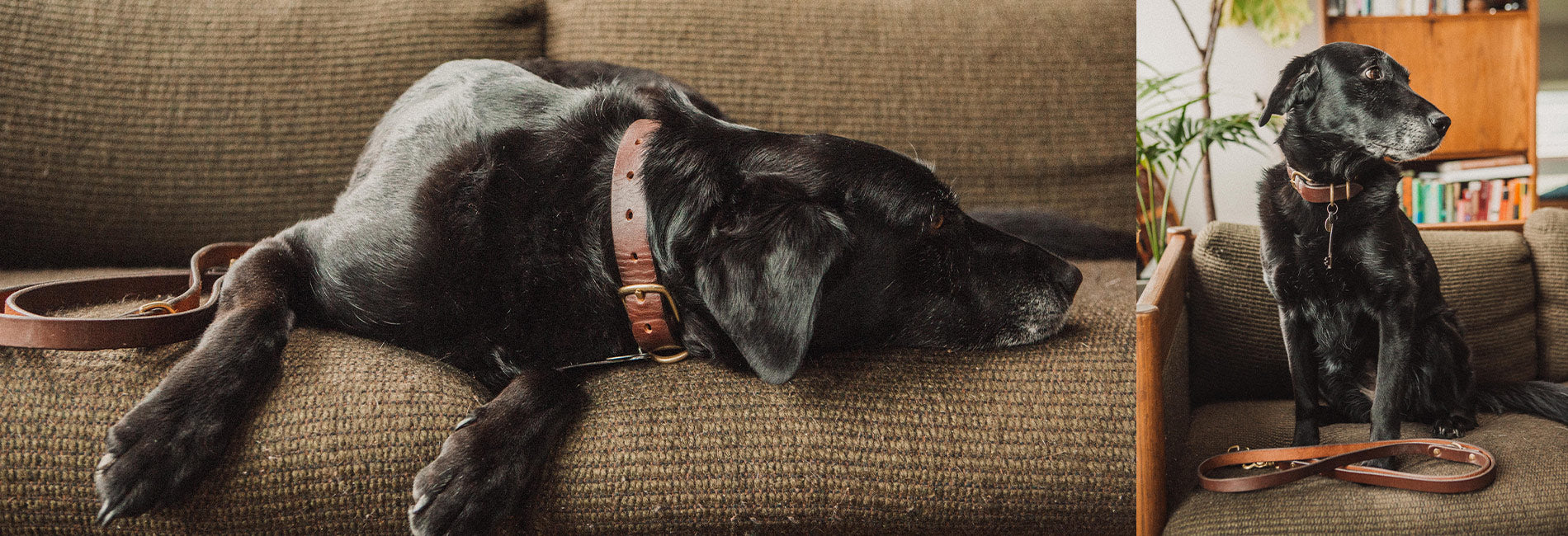 Elegant black dog wearing rich brown leather collar and leash, resting on cozy textured sofa in warm, homey setting.