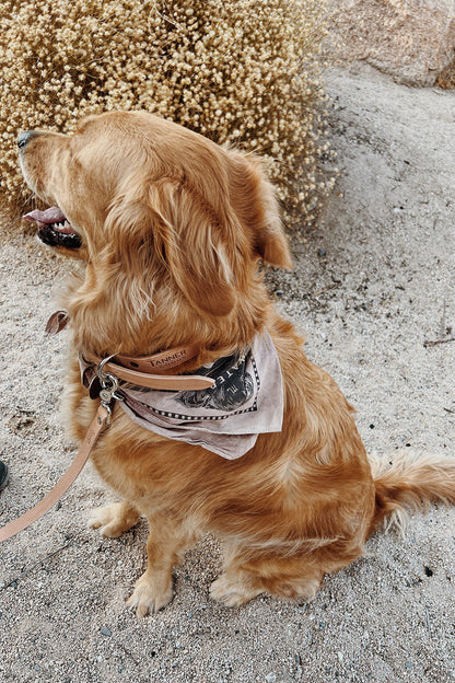 Natural leather canine collar by Tanner Goods, on a golden retriever wearing a dollar bill print bandana.