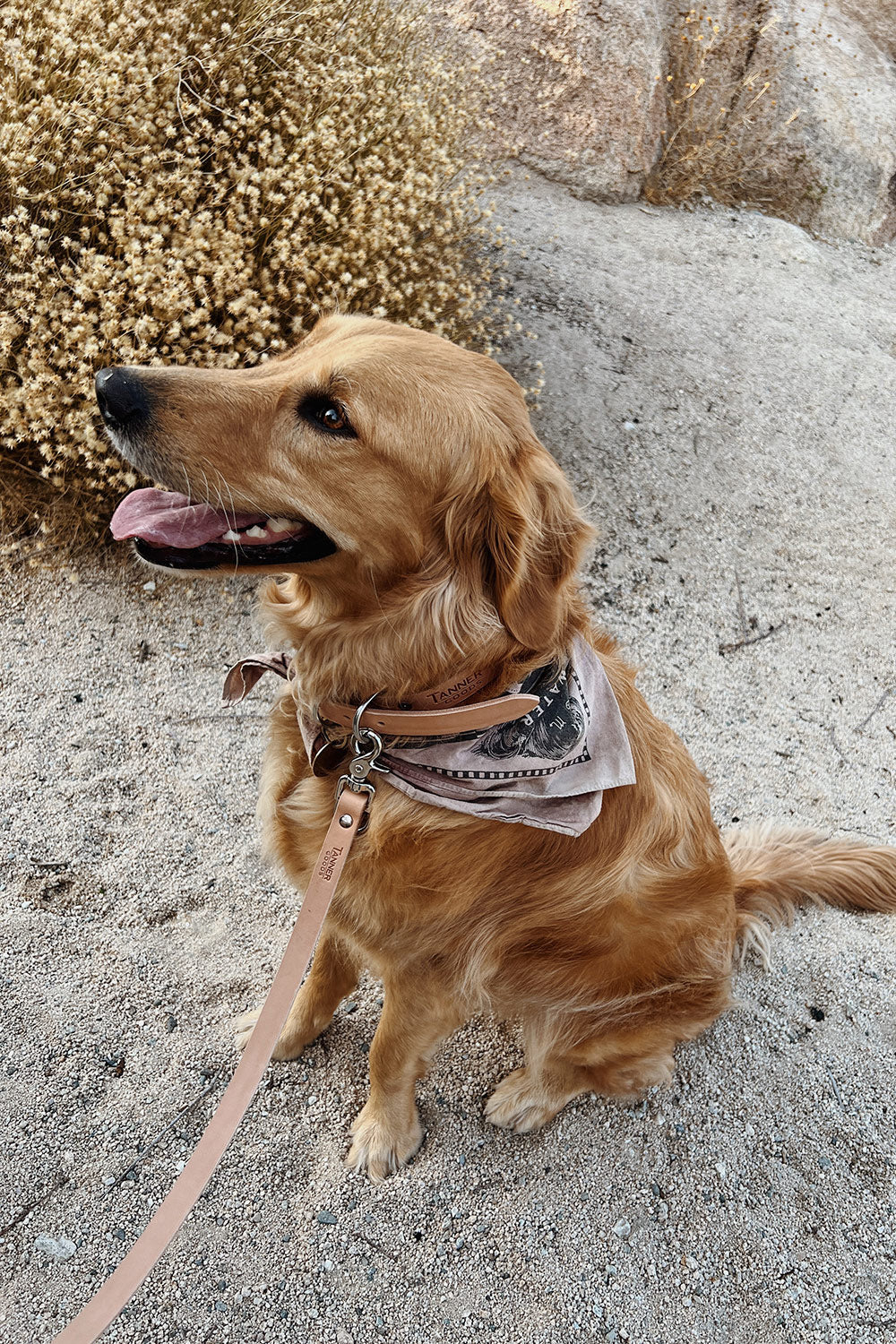 Natural classic canine collar with silver hardware, worn by a golden retriever with a patterned bandana and matching leather leash.