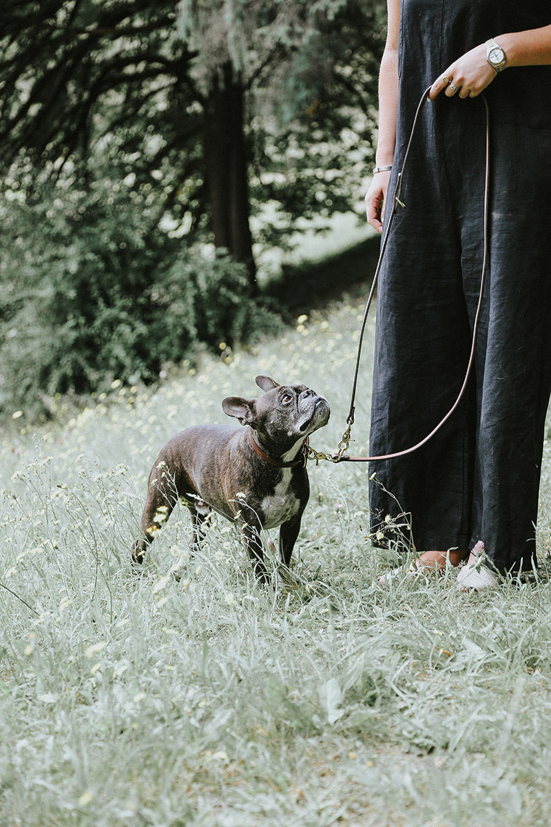 Natural convertible canine lead, held by a person walking a French Bulldog in a grassy field.