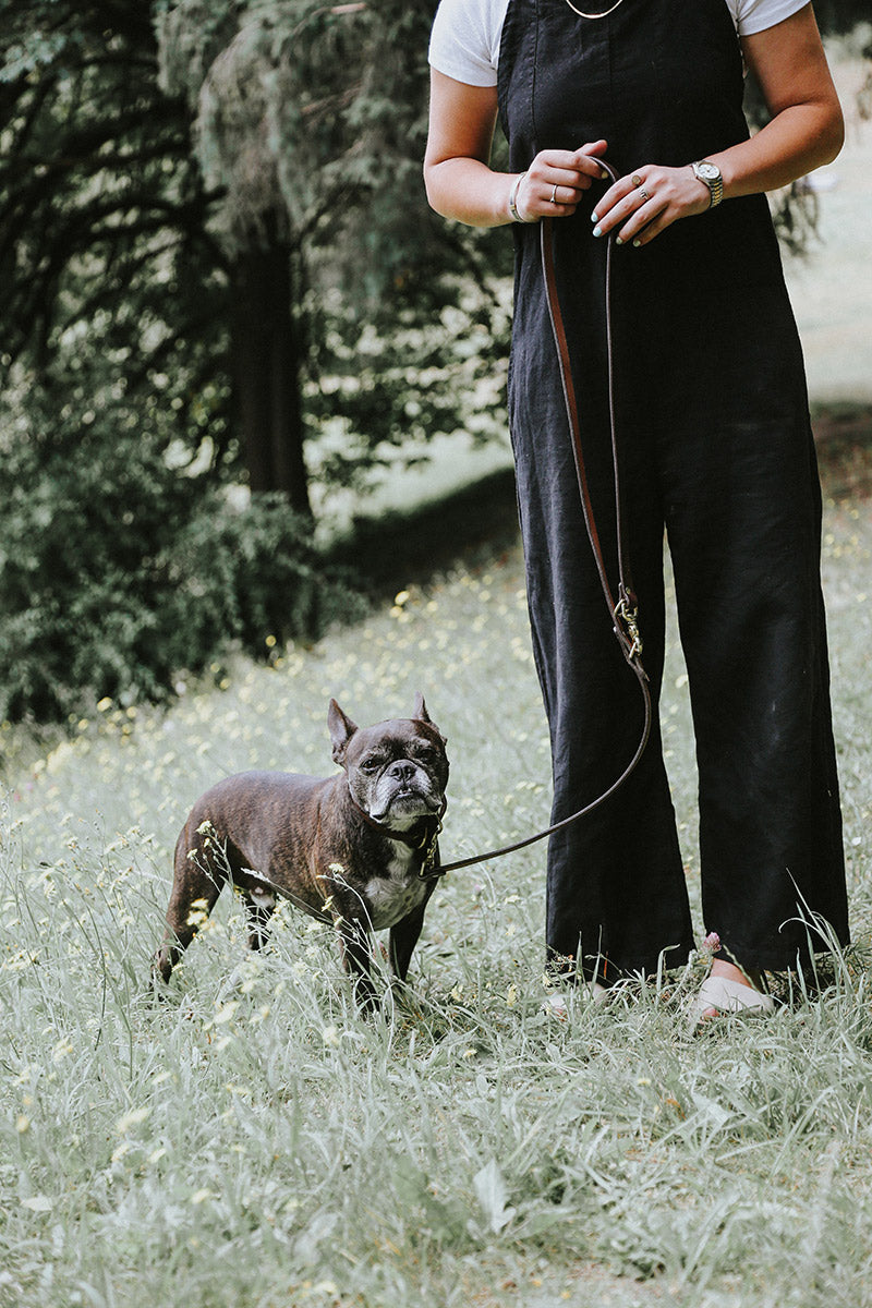 Cognac Convertible Canine Lead with brass hardware, held by a person walking a French Bulldog outdoors.