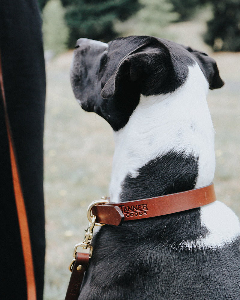 Saddle tan classic canine collar worn by a black and white dog, featuring brass-toned hardware and a matching leash clip, viewed from the back.