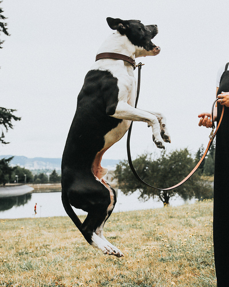Saddle Tan Classic Canine Collar worn by a jumping black and white dog, held by a person.