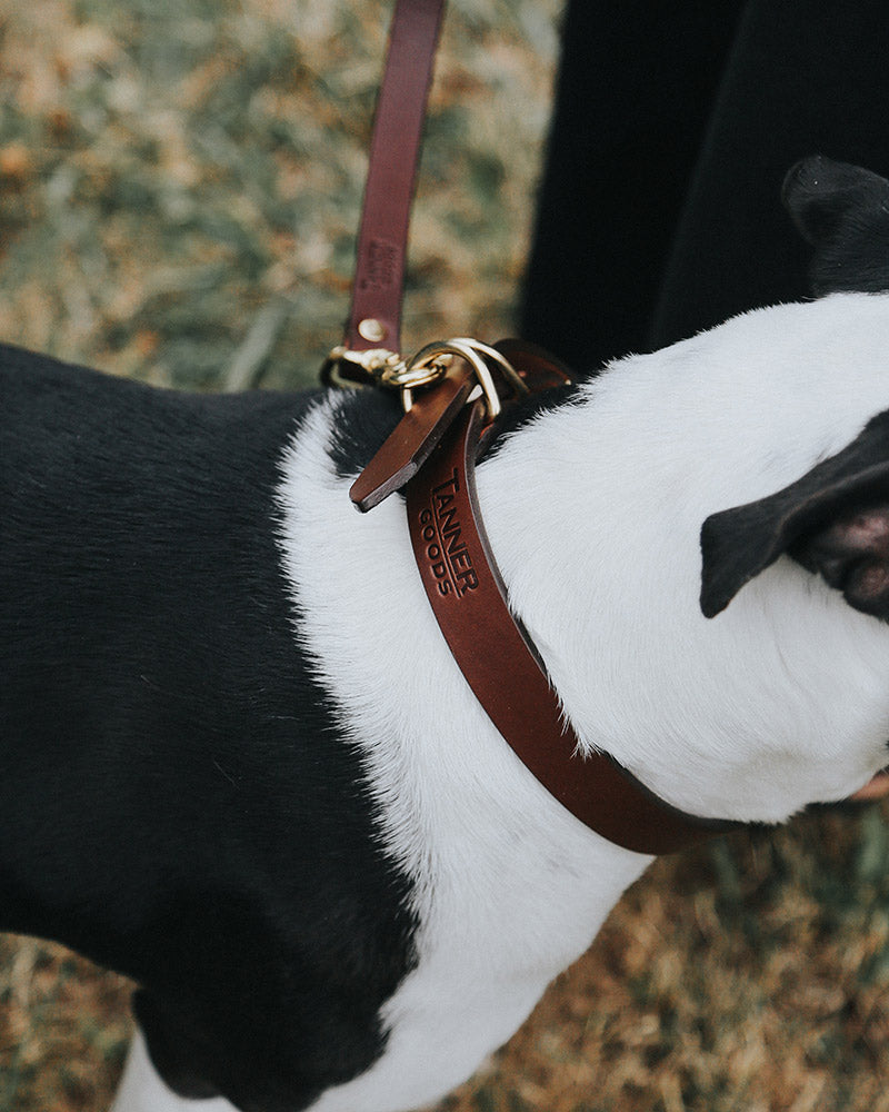 A cognac leather canine collar by Tanner Goods, worn by a black and white dog with gold hardware and a leash attached.