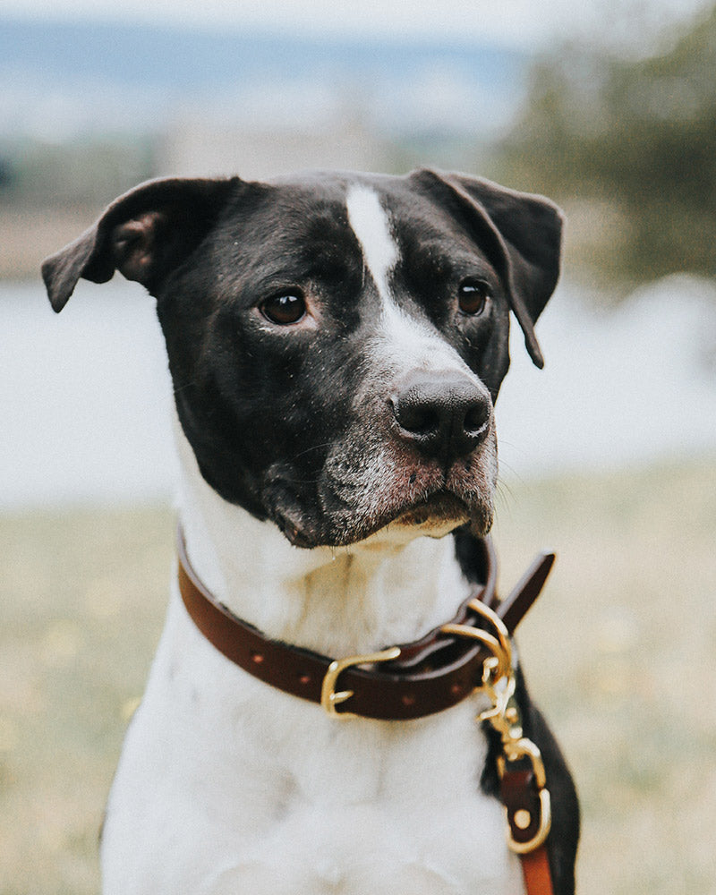 Classic Cognac dog collar with brass hardware on a black and white dog, looking right.