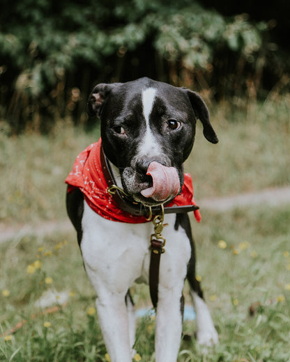 Black canine collar with a bronze clasp and attached brown leather leash, worn by a dog with a red bandana.